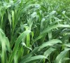 Sudan grass