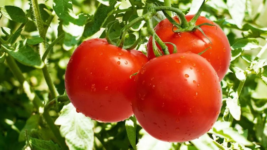 Tomato