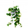 Money Plant