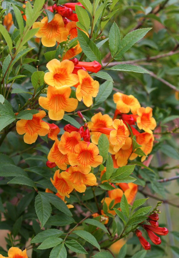 Tecoma