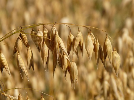 Oats 