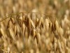 Oats 