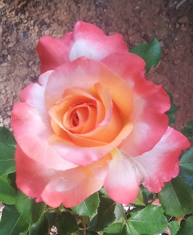 Tea Rose
