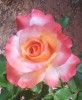 Tea Rose