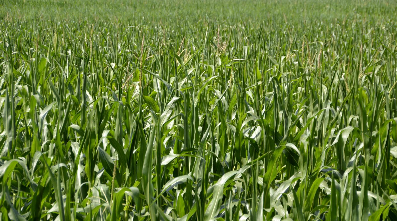Fodder Maize