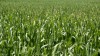 Fodder Maize