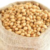 Soya Bean