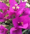 Bougainvillea