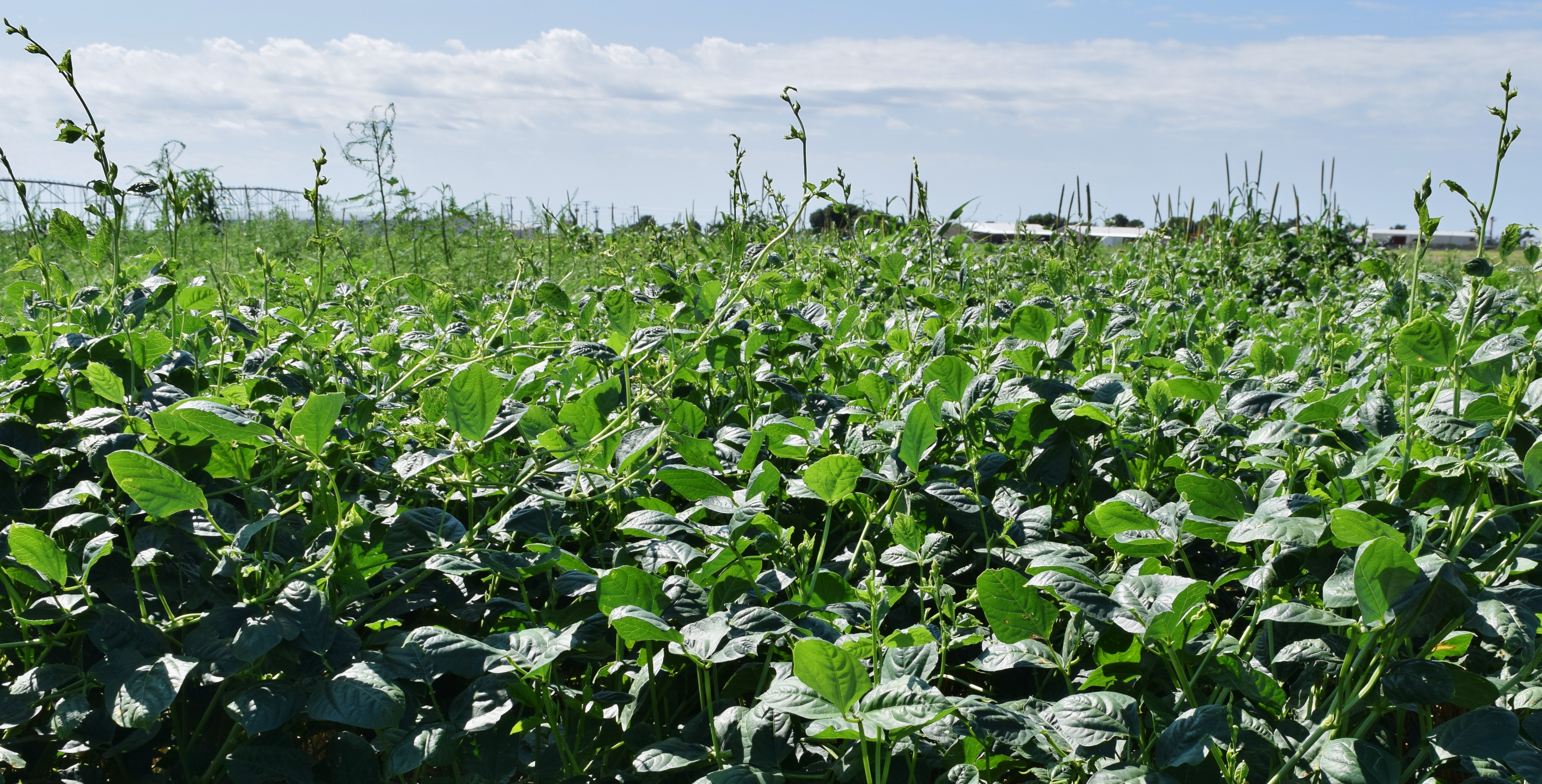 Cowpea forage