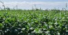 Cowpea forage