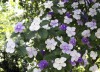 Francisia