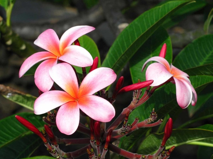 Hawaiian
