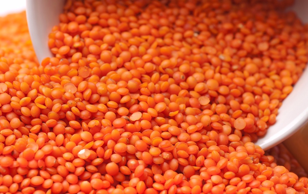Lentil
