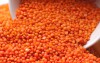 Lentil