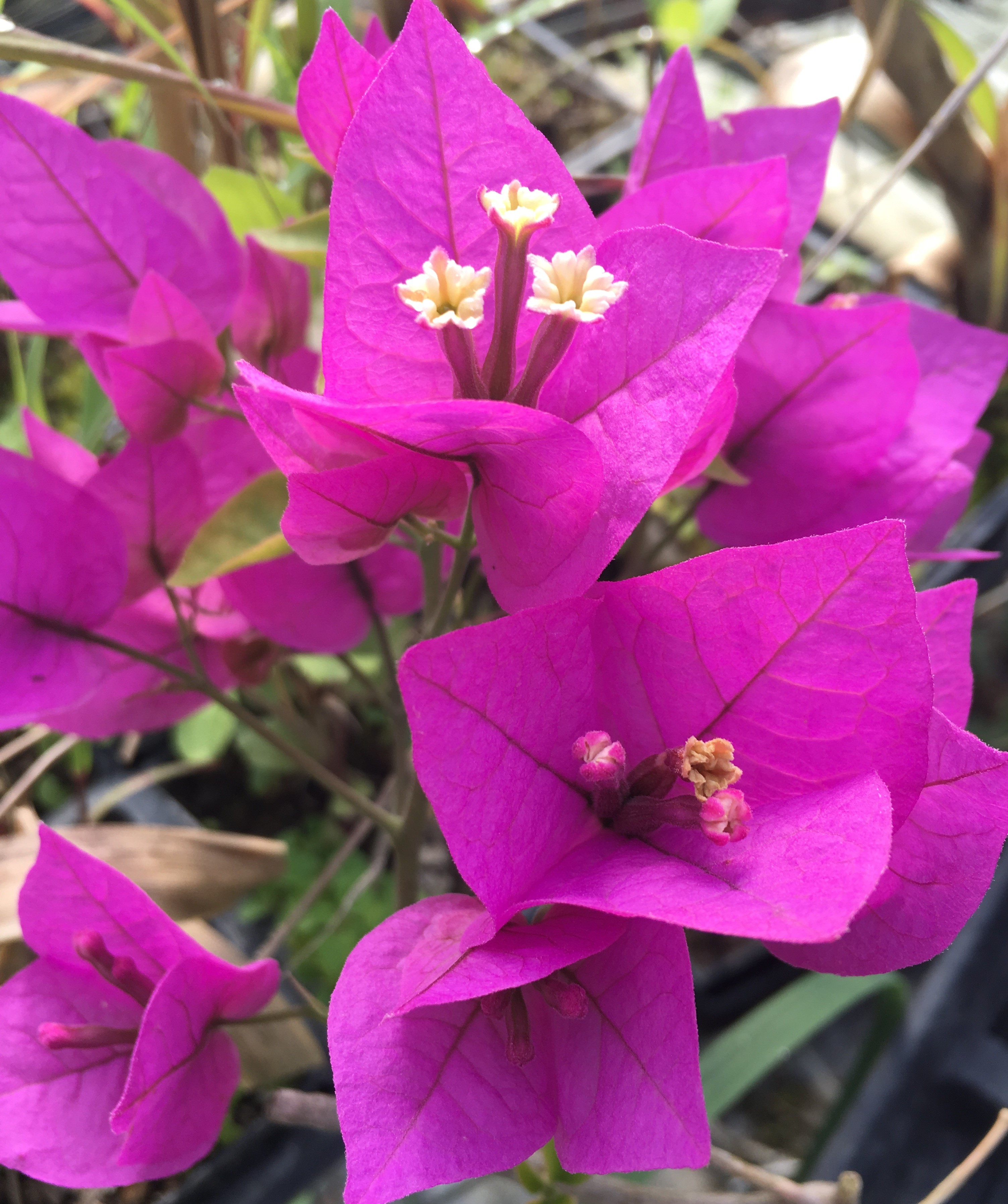 Bougainvillea