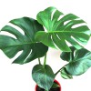 Monstera