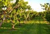 Orchard