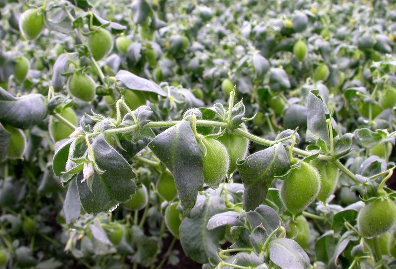 Chickpea (Gram Pea)