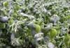 Chickpea (Gram Pea)