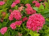 Ixora