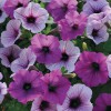 Petunia
