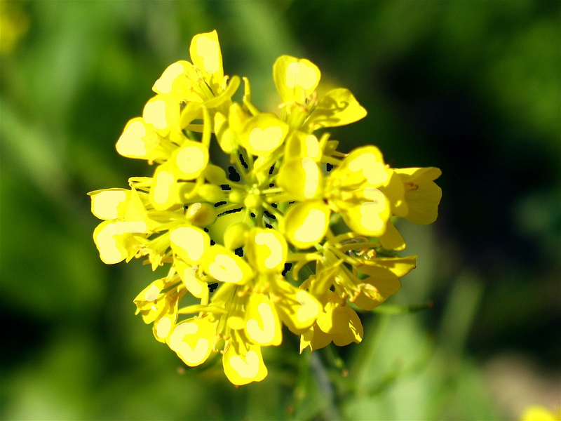 Mustard