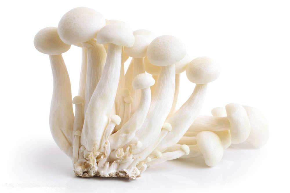 Mushroom