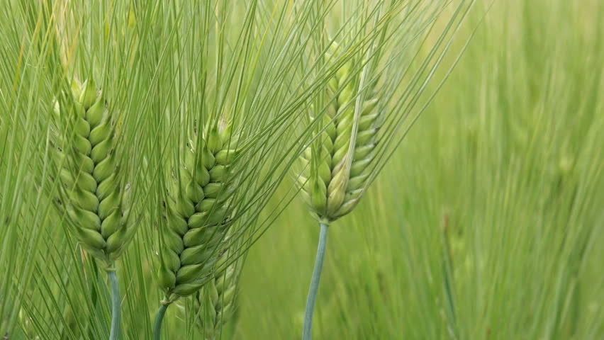 Barley