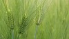 Barley