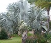 Bismarckia Palm