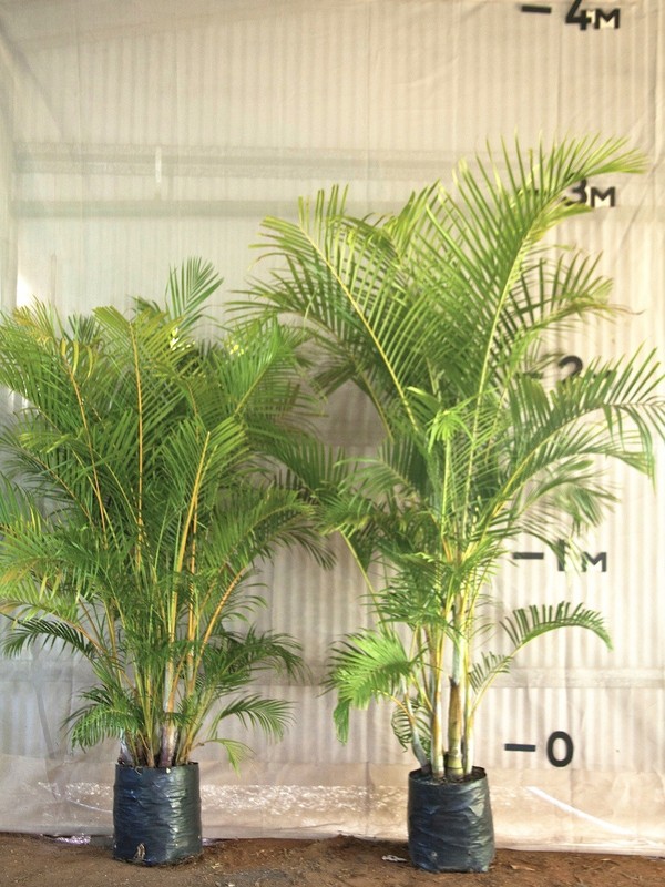 Golden Palm
