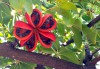 Sterculia