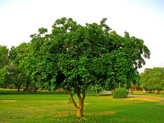 Sukhchain