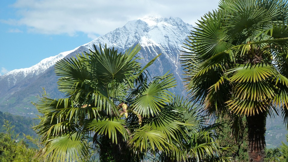 Italian Palm