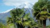 Italian Palm
