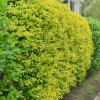 Duranta