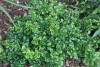 Ligustrum