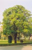 Alstonia