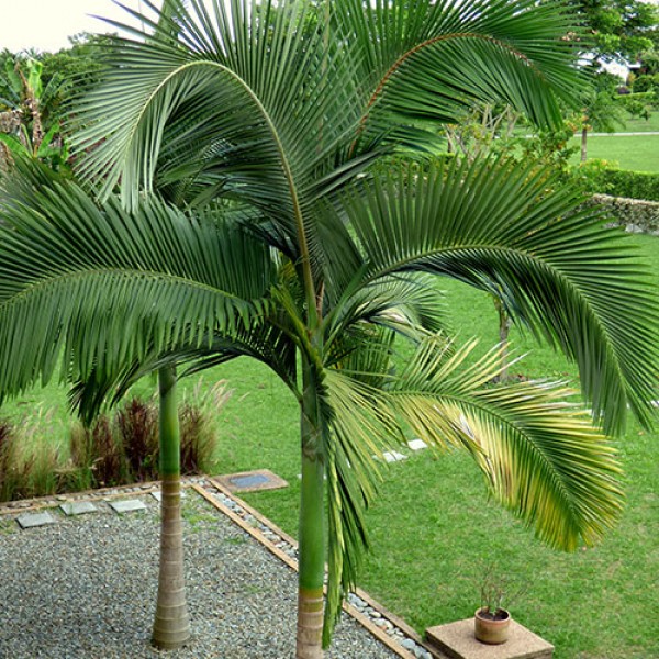 Alexandra Palm