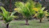 Ravenea Palm